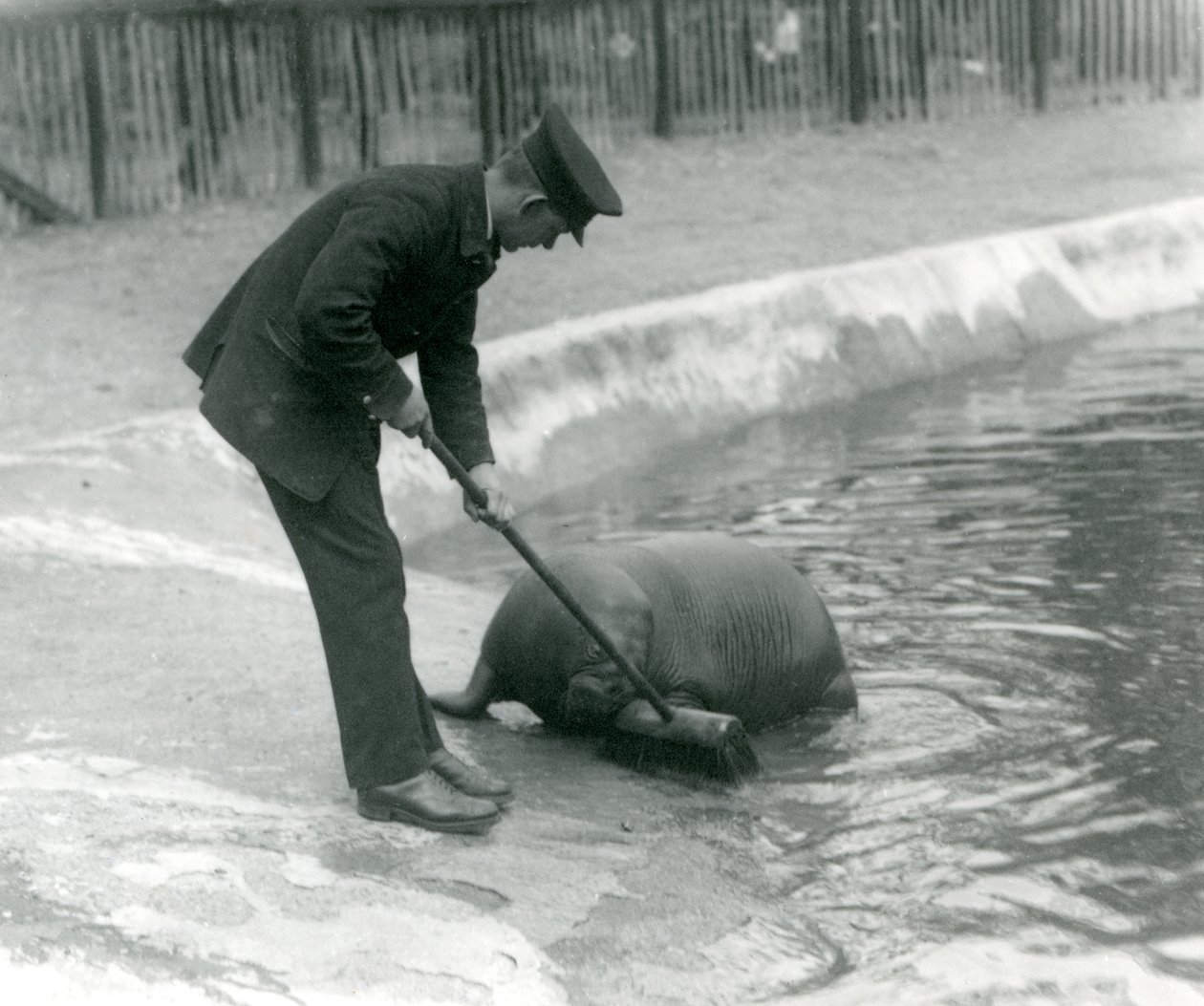 Le gardien Arthur Chandler balaie la piscine des morses, Zoo de Londres, 1924 - Frederick William Bond