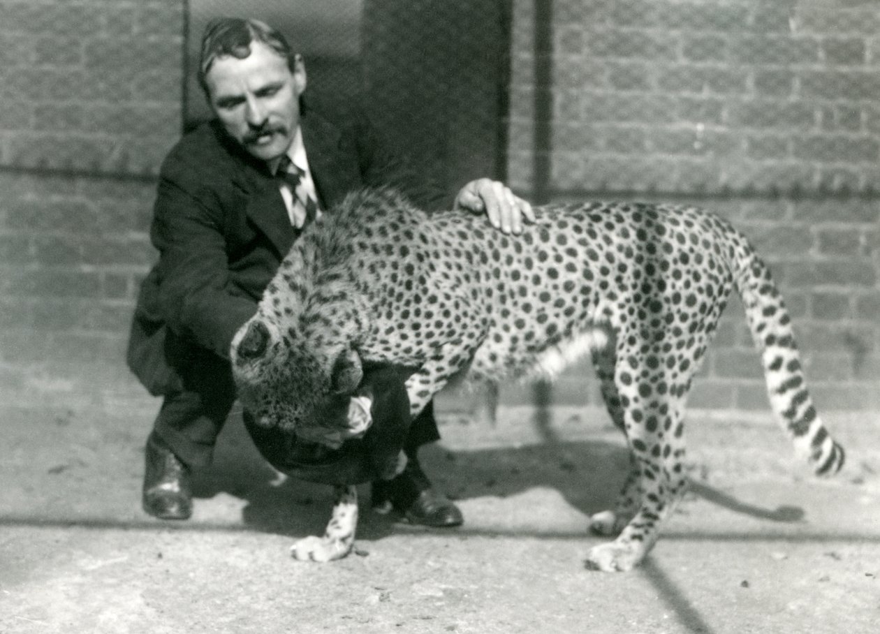 Le gardien Charles Dixon avec un guépard joueur au zoo de Londres, octobre 1922 - Frederick William Bond