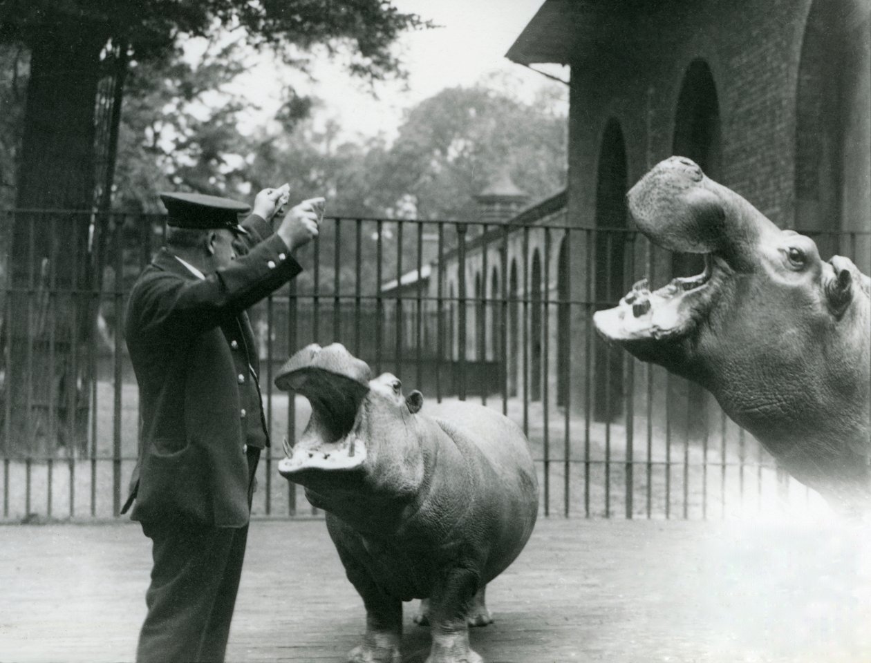 Le gardien Ernie Bowman avec les hippopotames Bobbie et Joan au Zoo de Londres, juillet 1923 - Frederick William Bond