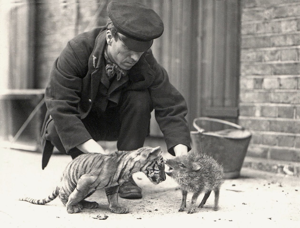 Gardien, H. Warwick, avec un tigreau et un pécari, pris au zoo de Londres, mai 1914 - Frederick William Bond