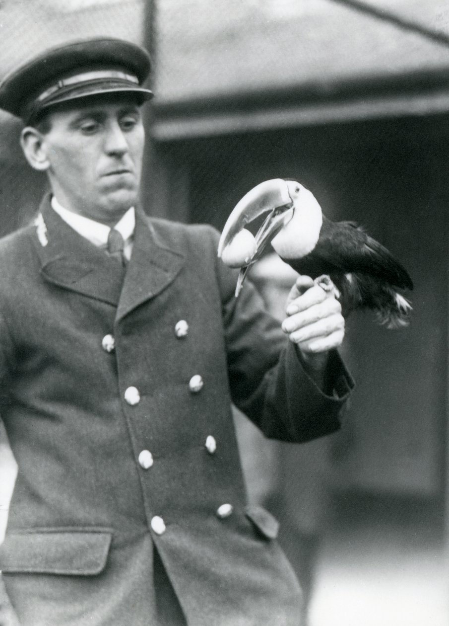 Gardien, Thomas Raggett, tenant un toucan à bec rouge avec un œuf dans la bouche au zoo de Londres en 1924 - Frederick William Bond
