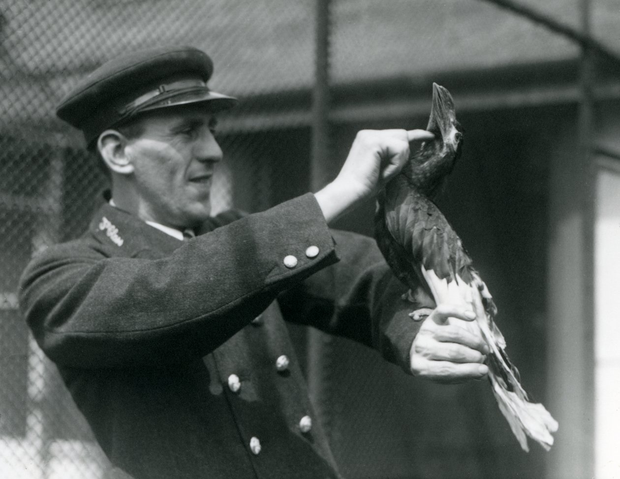 Le gardien Thomas Raggett caressant un Grand calao indien sous son bec, Zoo de Londres - Frederick William Bond