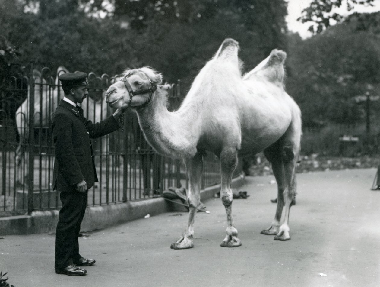 Gardien W. Styles avec un chameau de Bactriane au zoo de Londres, juillet 1914 - Frederick William Bond
