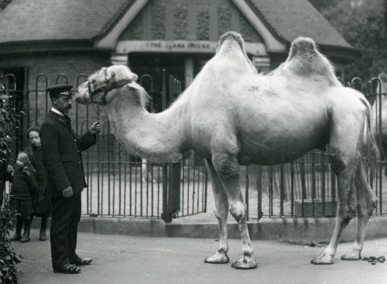 Gardien W. Styles, avec un chameau de Bactriane, devant la maison des lamas au zoo de Londres, juillet 1914 - Frederick William Bond