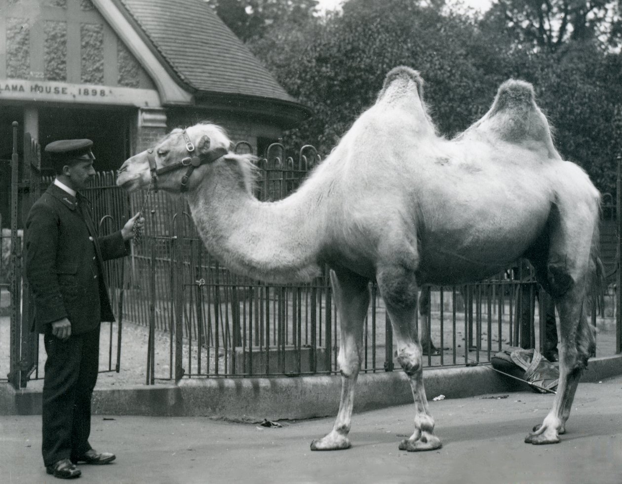 Gardien W. Styles, avec un chameau de Bactriane, devant la maison des lamas au zoo de Londres, juillet 1914 - Frederick William Bond