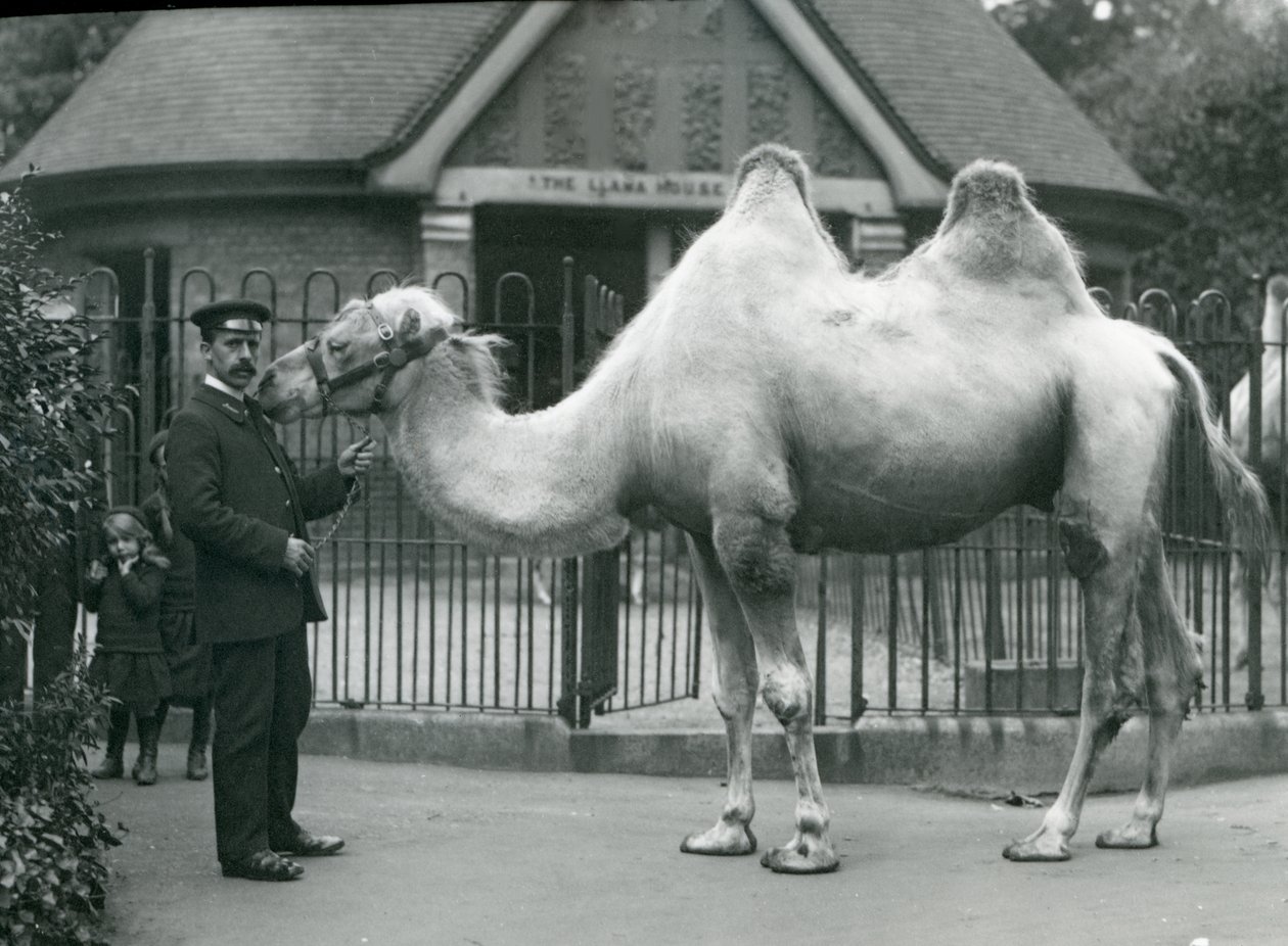 Gardien W. Styles, avec un chameau de Bactriane, devant la maison des lamas au zoo de Londres, juillet 1914 - Frederick William Bond