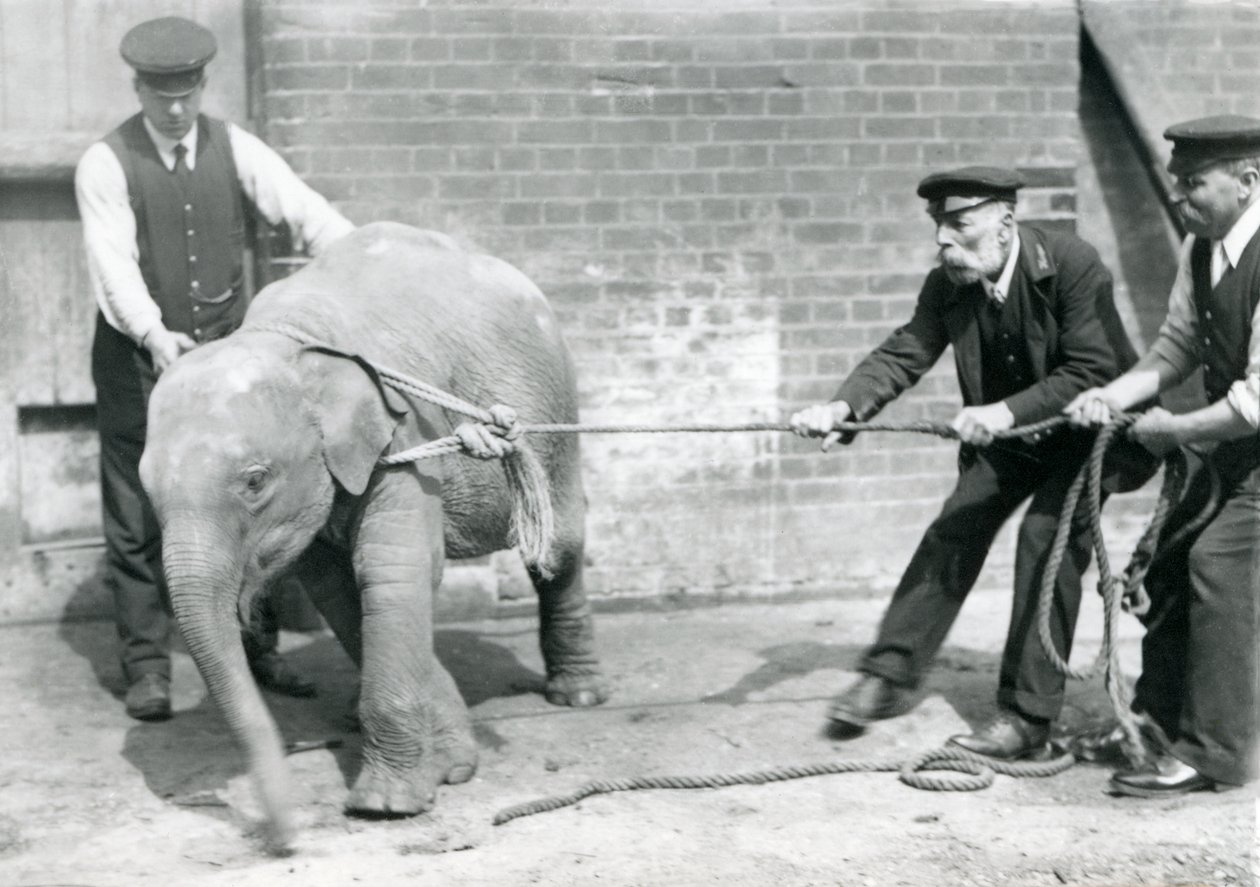 Les gardiens A. Church, Charles Eyles et H. Robertson essayant de mener un bébé éléphant d