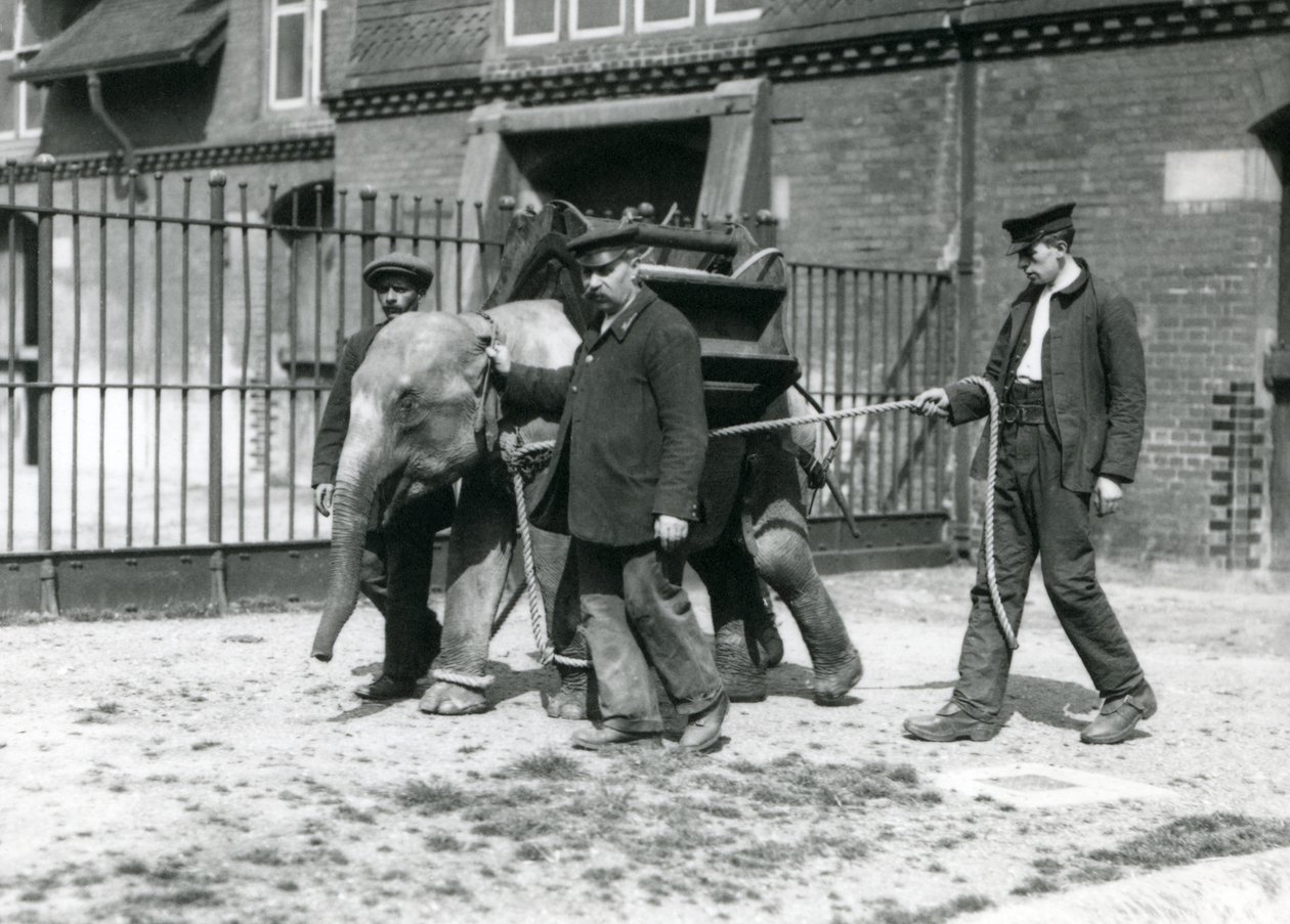 Les gardiens Jack Milbourne, H Robertson et Thomas entraînent un jeune éléphant asiatique, zoo de Londres, mai 1922 - Frederick William Bond