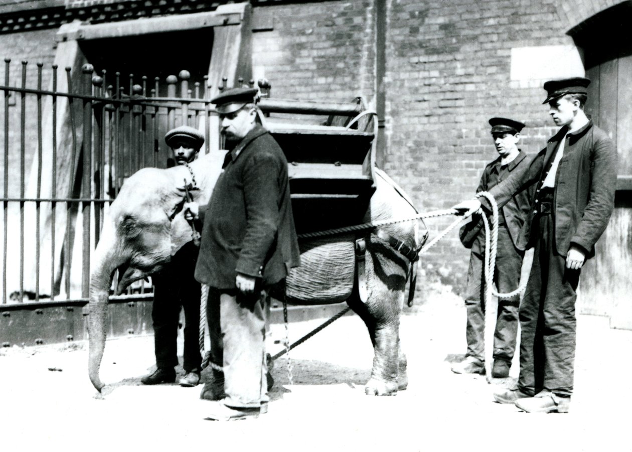 Les gardiens Jack Milbourne, H Robertson et Thomas entraînent un jeune éléphant asiatique, zoo de Londres, mai 1922 - Frederick William Bond