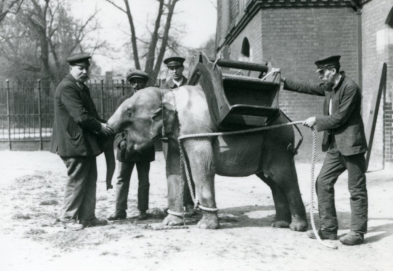 Les gardiens Jack Milbourne, H Robertson et Thomas entraînent un jeune éléphant asiatique, zoo de Londres, mai 1922 - Frederick William Bond