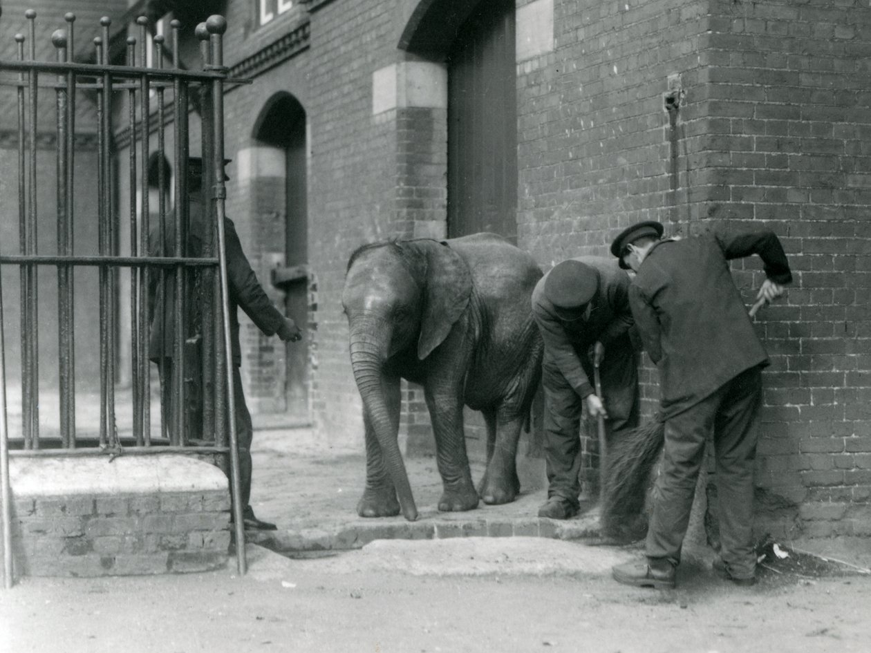 Gardiens avec un jeune éléphant africain mâle Kiberenge, Zoo de Londres, 1924 - Frederick William Bond