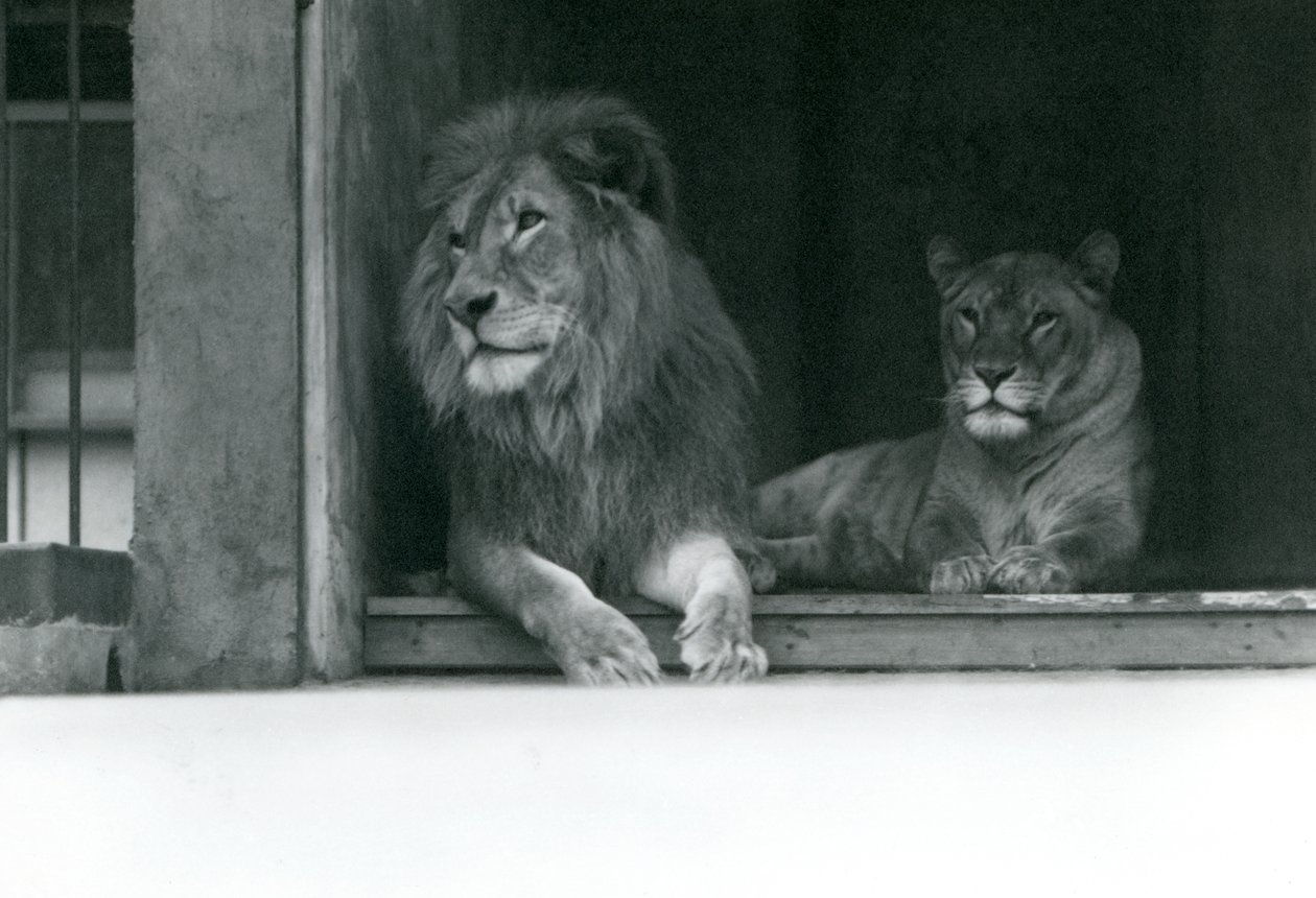 Lion et lionne Kuja et Caroline au zoo de Londres, juillet 1924 - Frederick William Bond