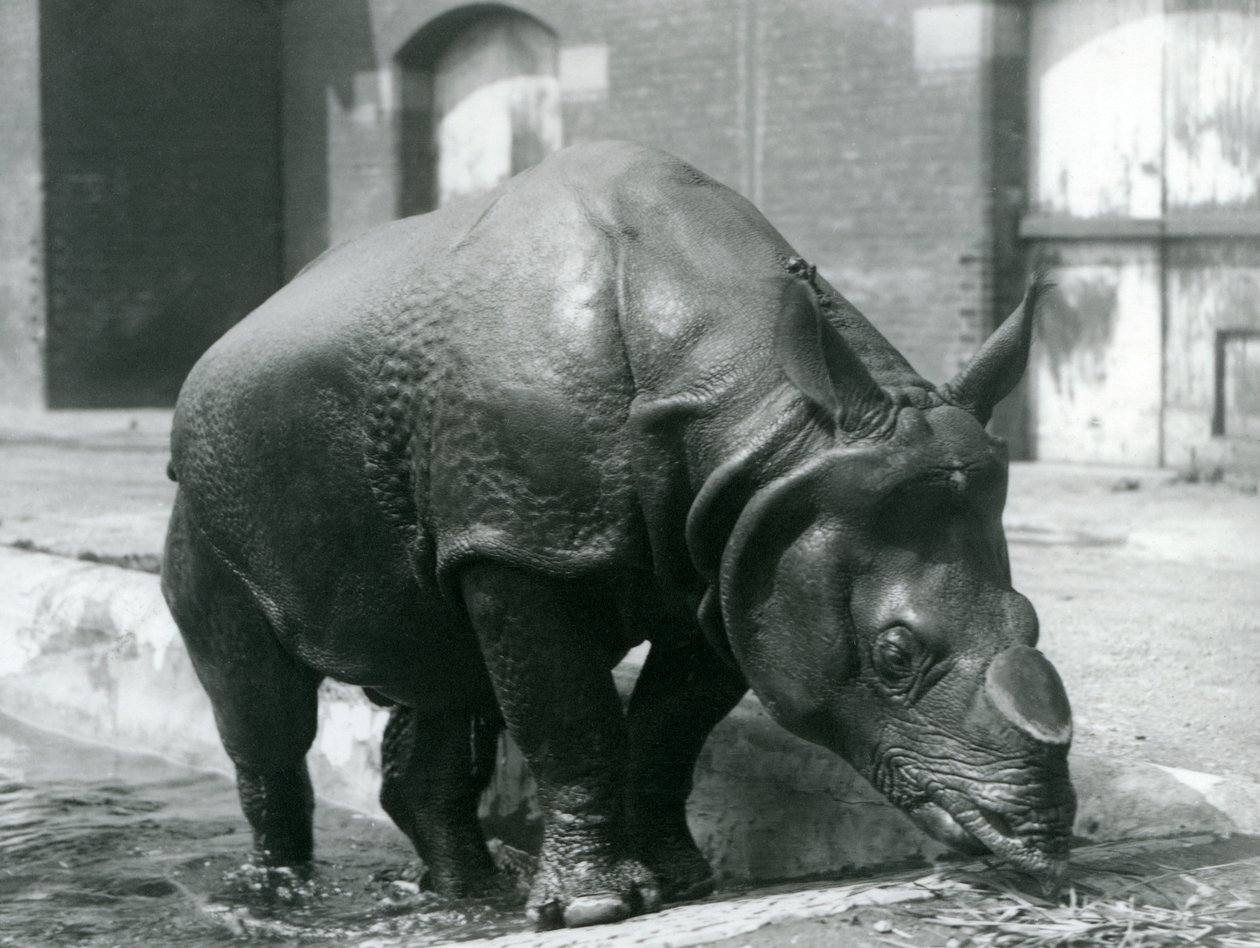 Rhinocéros indien mâle Felix quittant sa piscine au Zoo de Londres en 1928 - Frederick William Bond