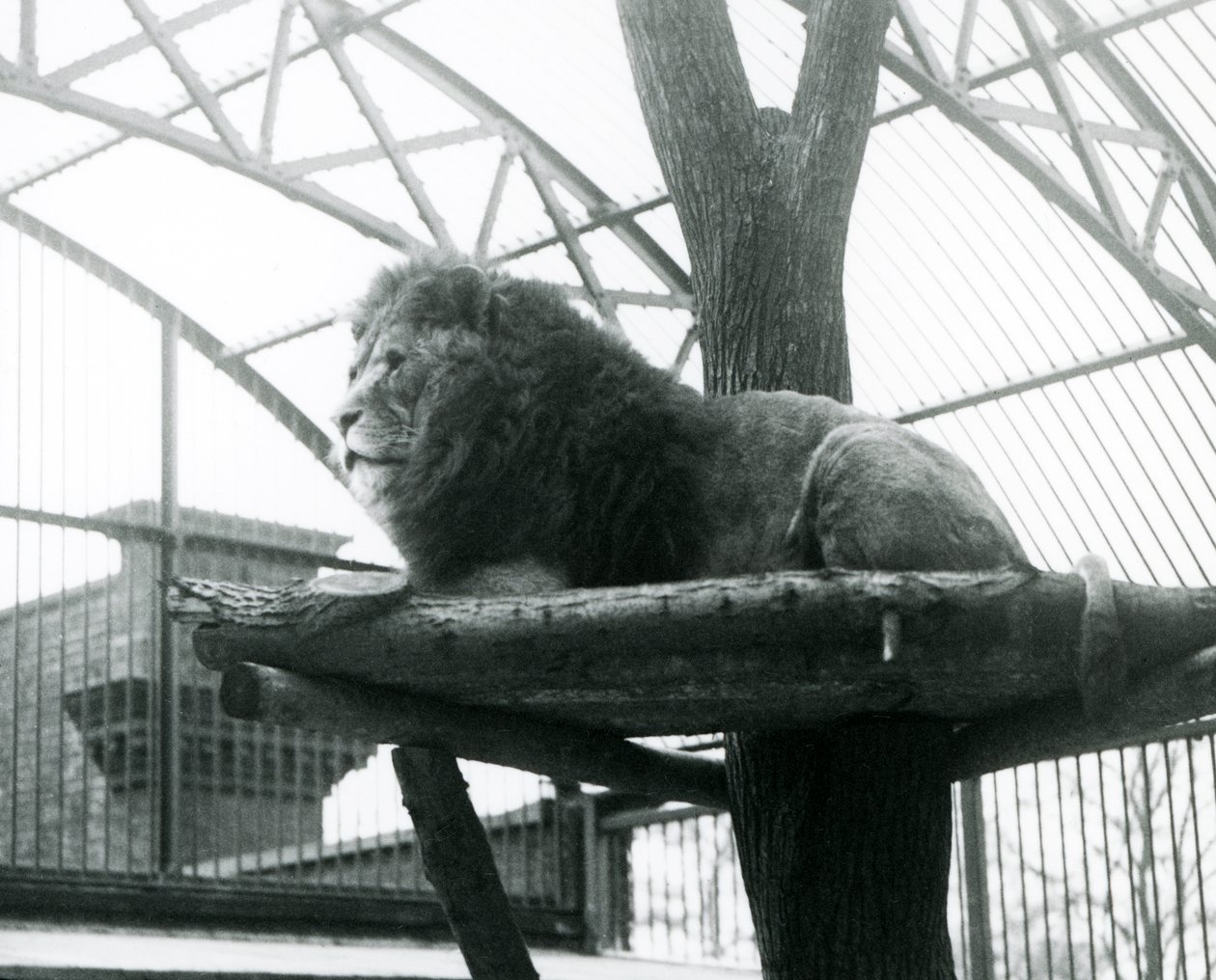 Lion mâle, 