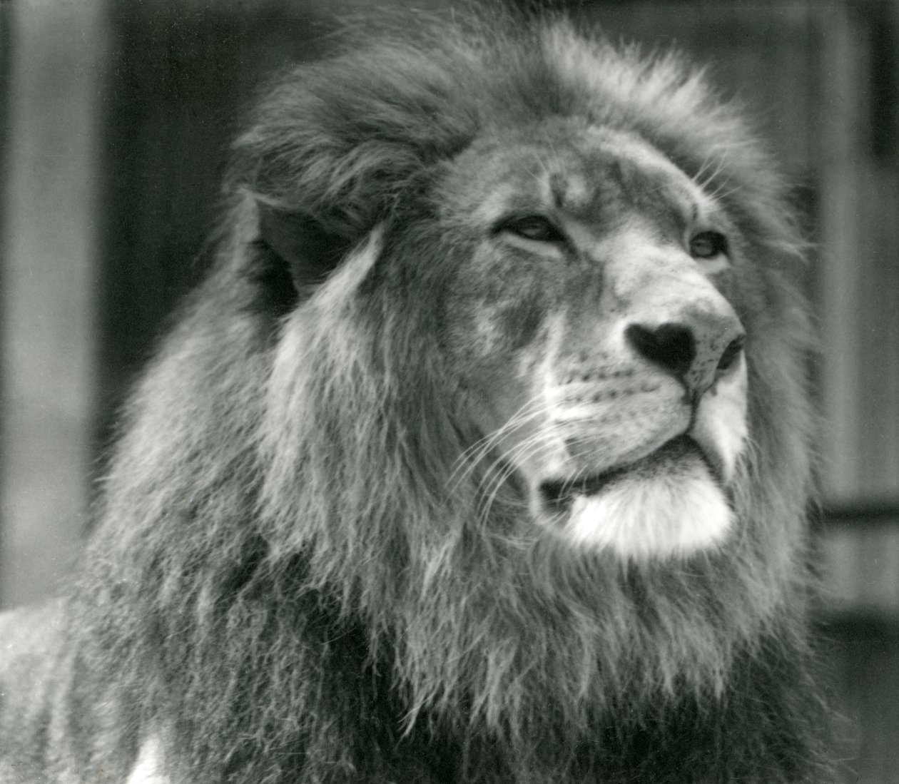 Lion mâle Kuja au Zoo de Londres en août 1924 - Frederick William Bond