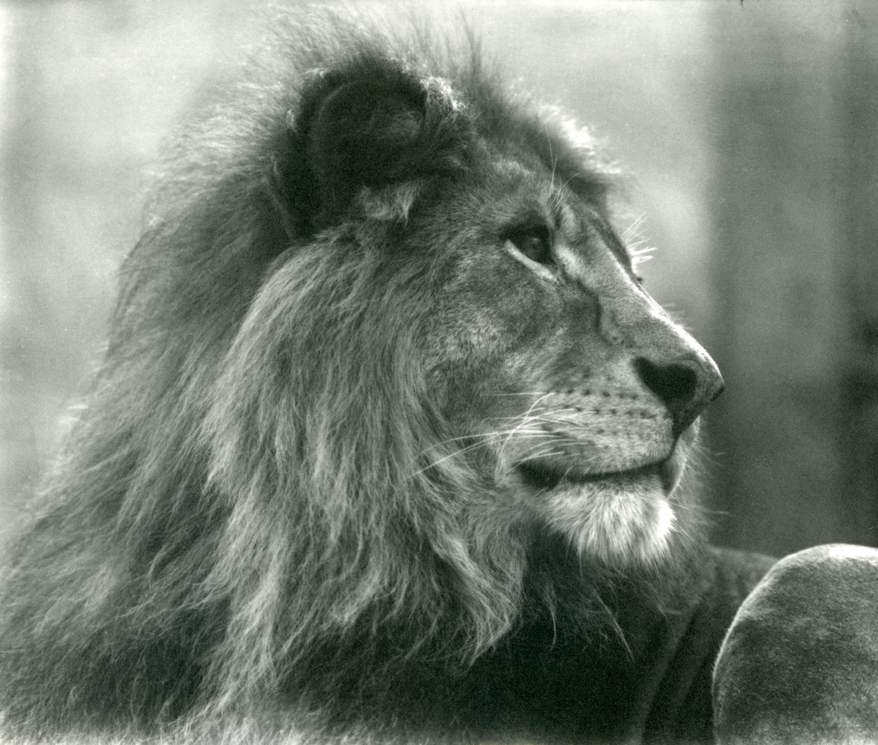 Lion mâle Kuja au zoo de Londres en janvier 1925 - Frederick William Bond