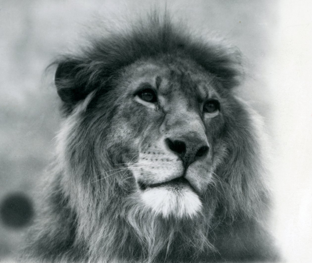 Lion mâle Kuja au zoo de Londres en janvier 1925 - Frederick William Bond
