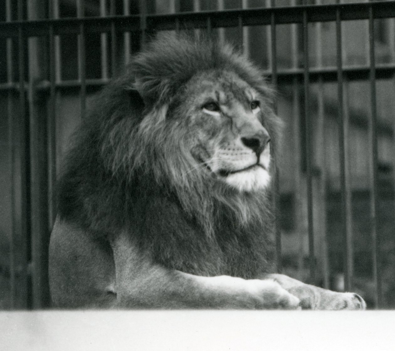 Lion mâle 