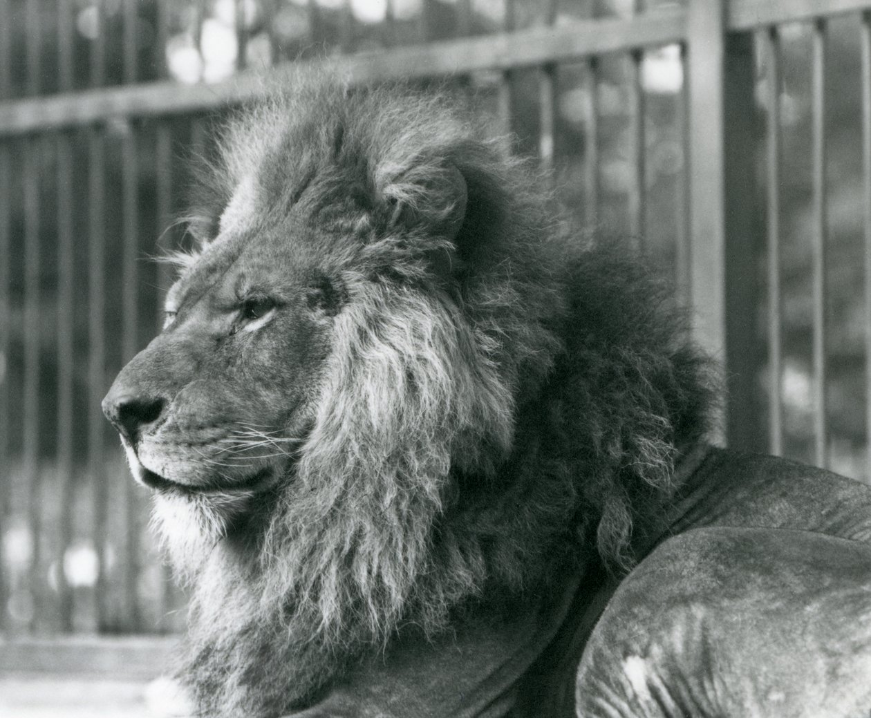 Lion mâle Toto allongé dans son enclos au zoo de Londres en septembre 1927 - Frederick William Bond