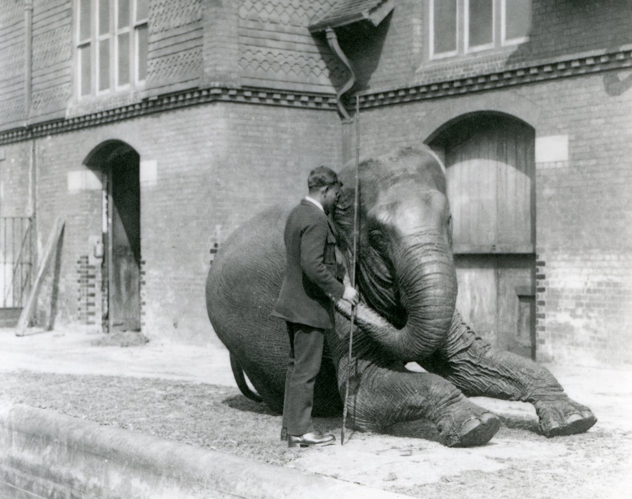 Syed Ali, entraînant Indiarani devant la Maison des Éléphants, Zoo de Londres, août 1923 - Frederick William Bond