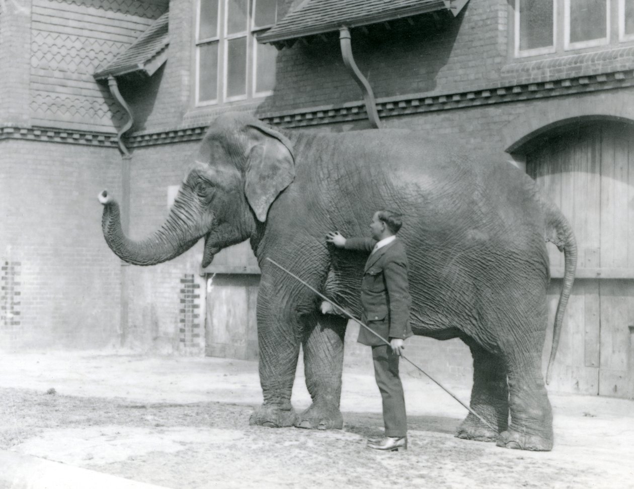 Syed Ali, entraînant Indiarani devant la Maison des Éléphants, Zoo de Londres, août 1923 - Frederick William Bond