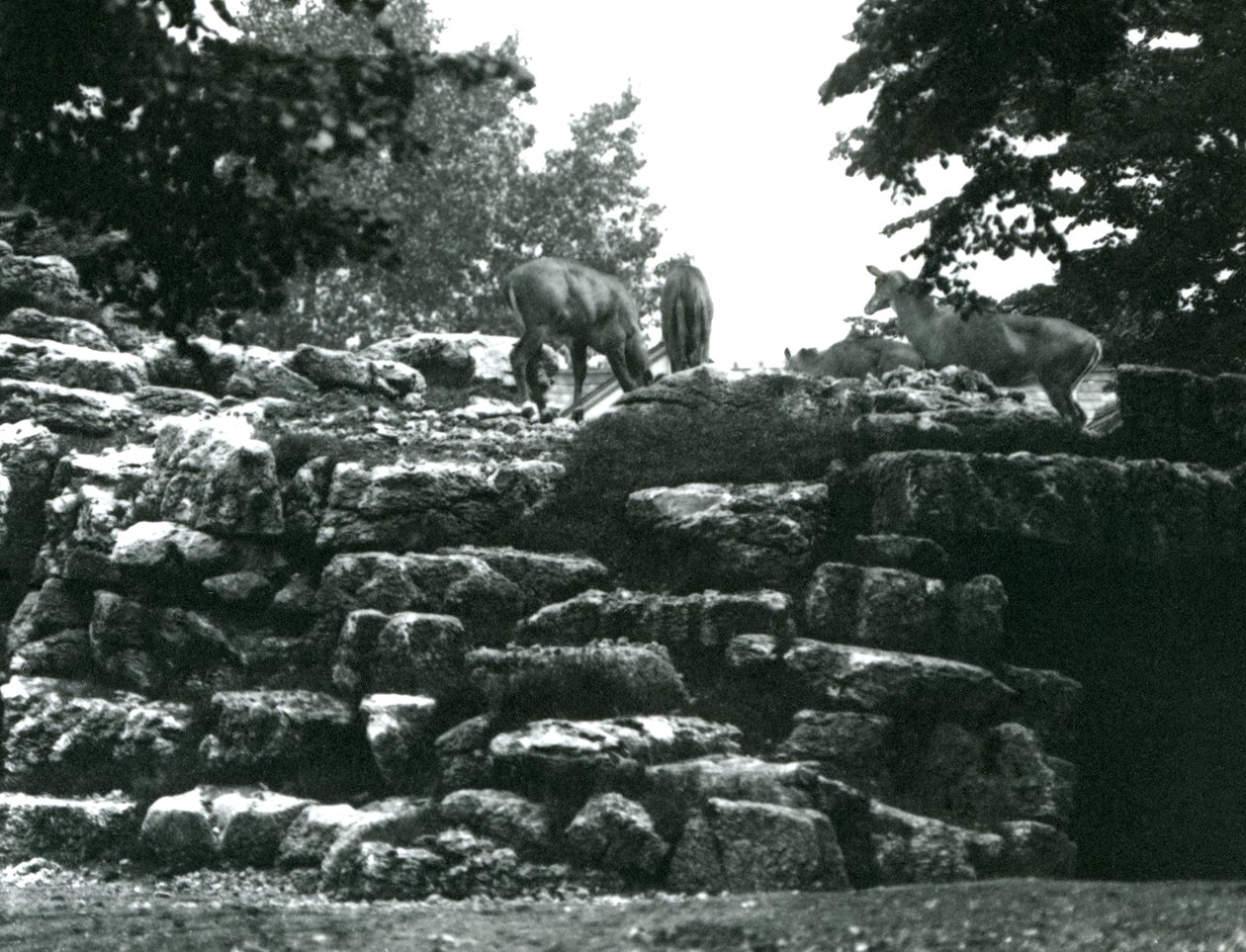 Le paddock des élands au Zoo de Londres en juin 1924 - Frederick William Bond