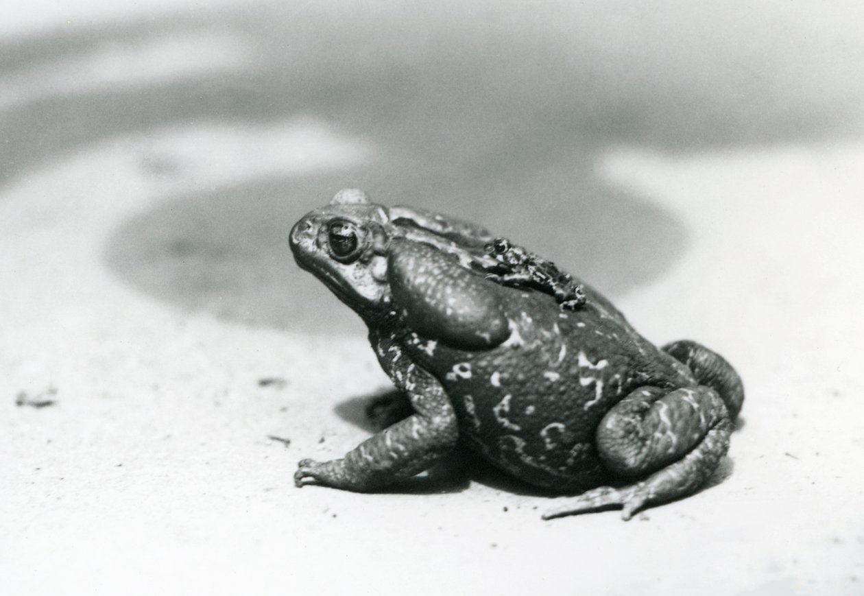 Le plus grand et le plus petit crapaud de la ménagerie en août 1928 - Frederick William Bond