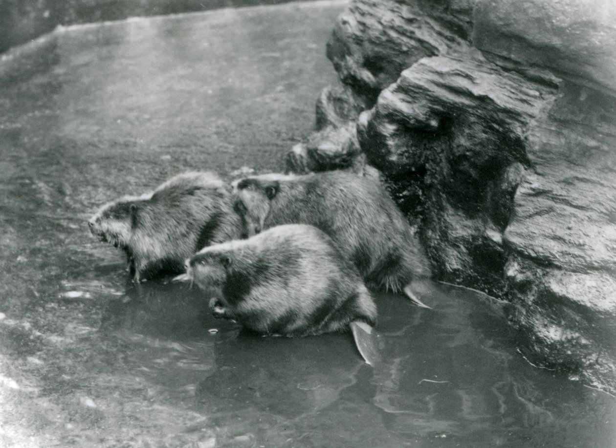 Trois castors dans leur bassin au Zoo de Londres, années 1920 - Frederick William Bond
