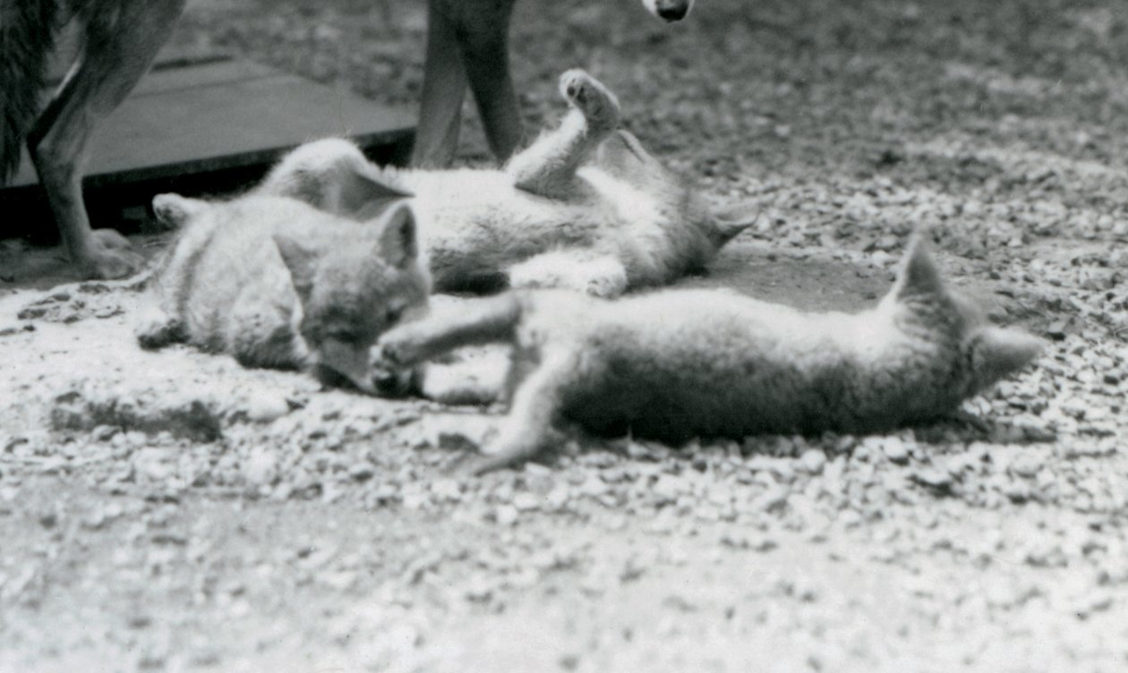 Trois chiots de coyote roulant sur le sol, aux pieds de leur mère, Zoo de Londres - Frederick William Bond