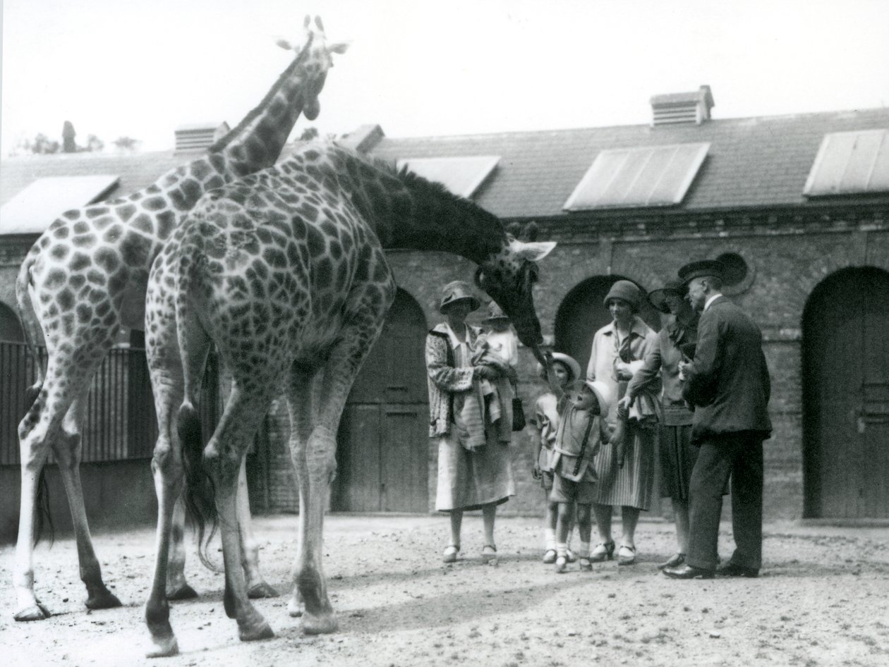 Trois dames avec trois petits enfants visitent les girafes dans leur enclos à l