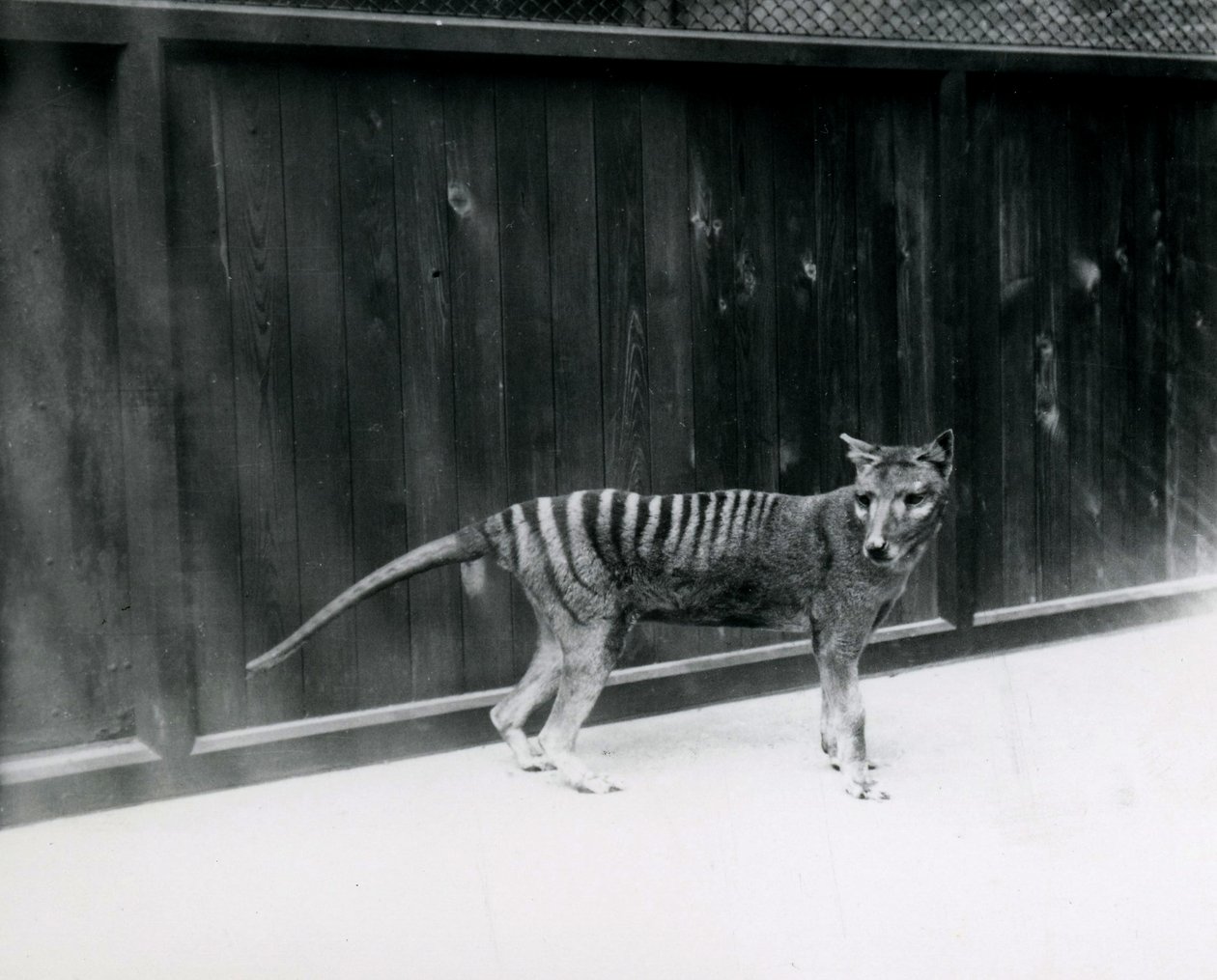 Thylacine Loup de Tasmanie au zoo de Londres, avant 1930 - Frederick William Bond