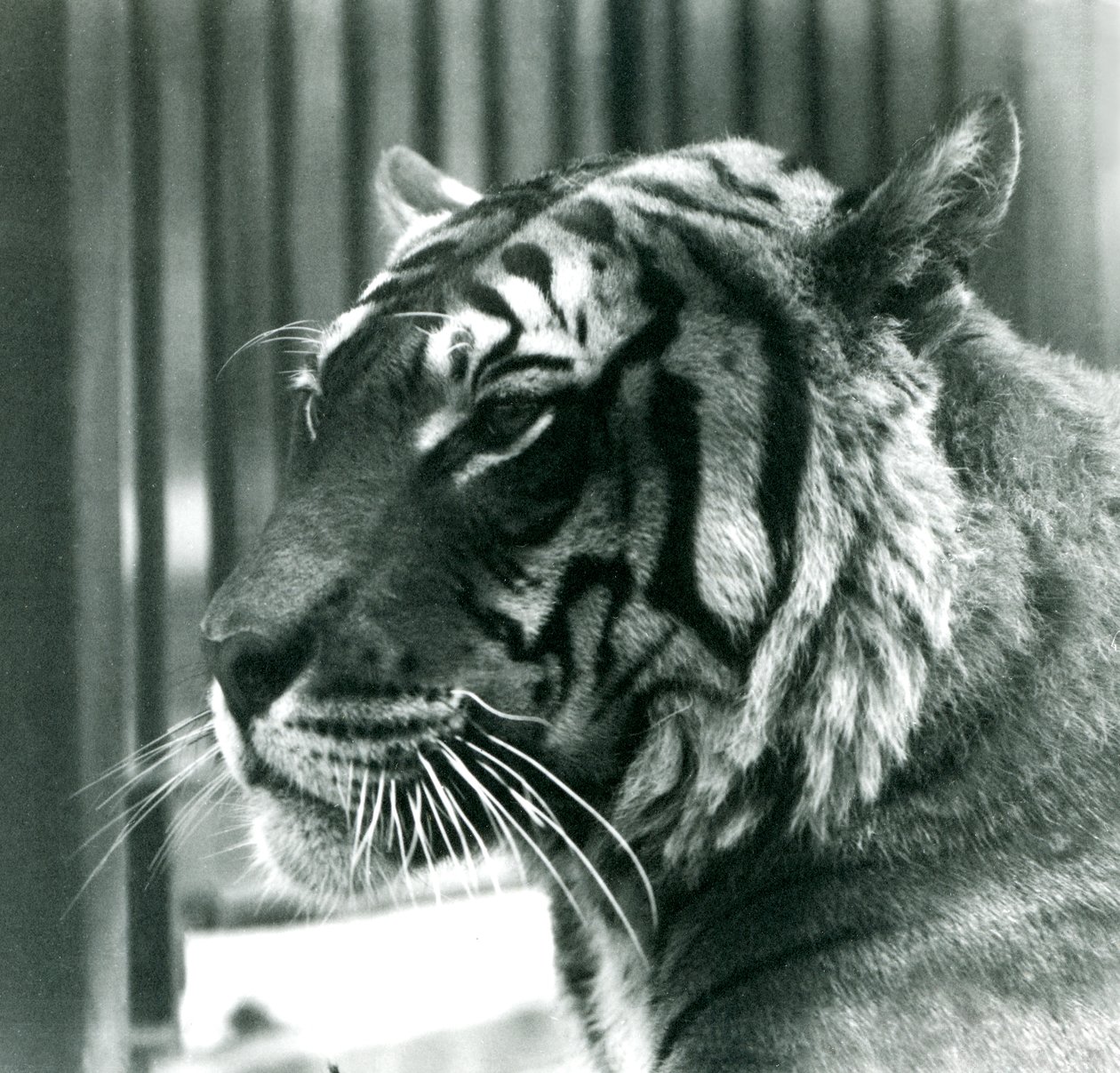 Tigre Sam au Zoo de Londres en 1925 - Frederick William Bond