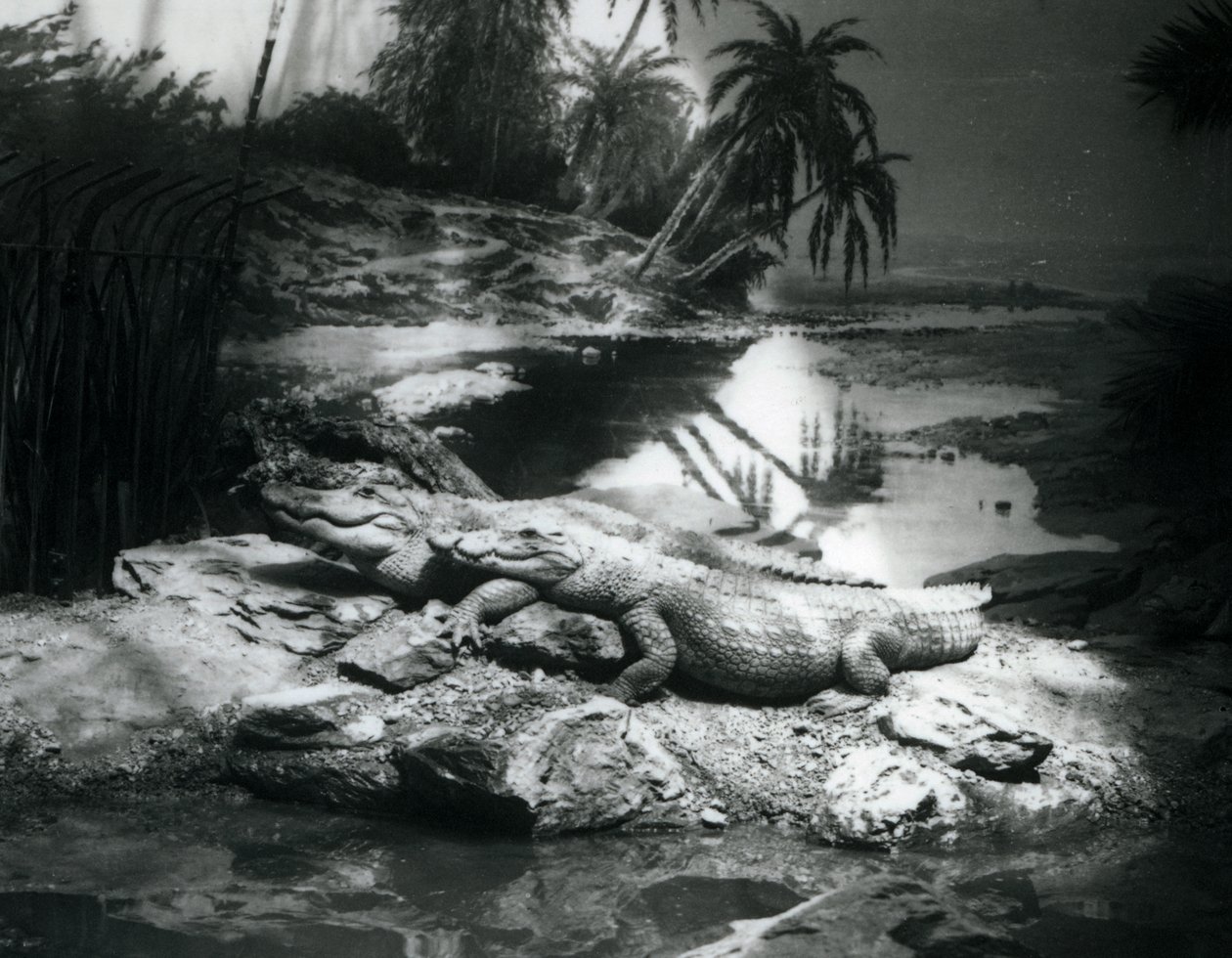 Deux alligators dans un cadre panoramique, zoo de Londres, juin 1927 - Frederick William Bond