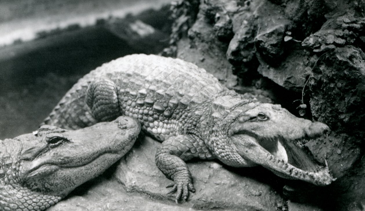 Deux Alligators Américains au Zoo de Londres, juillet 1914 - Frederick William Bond