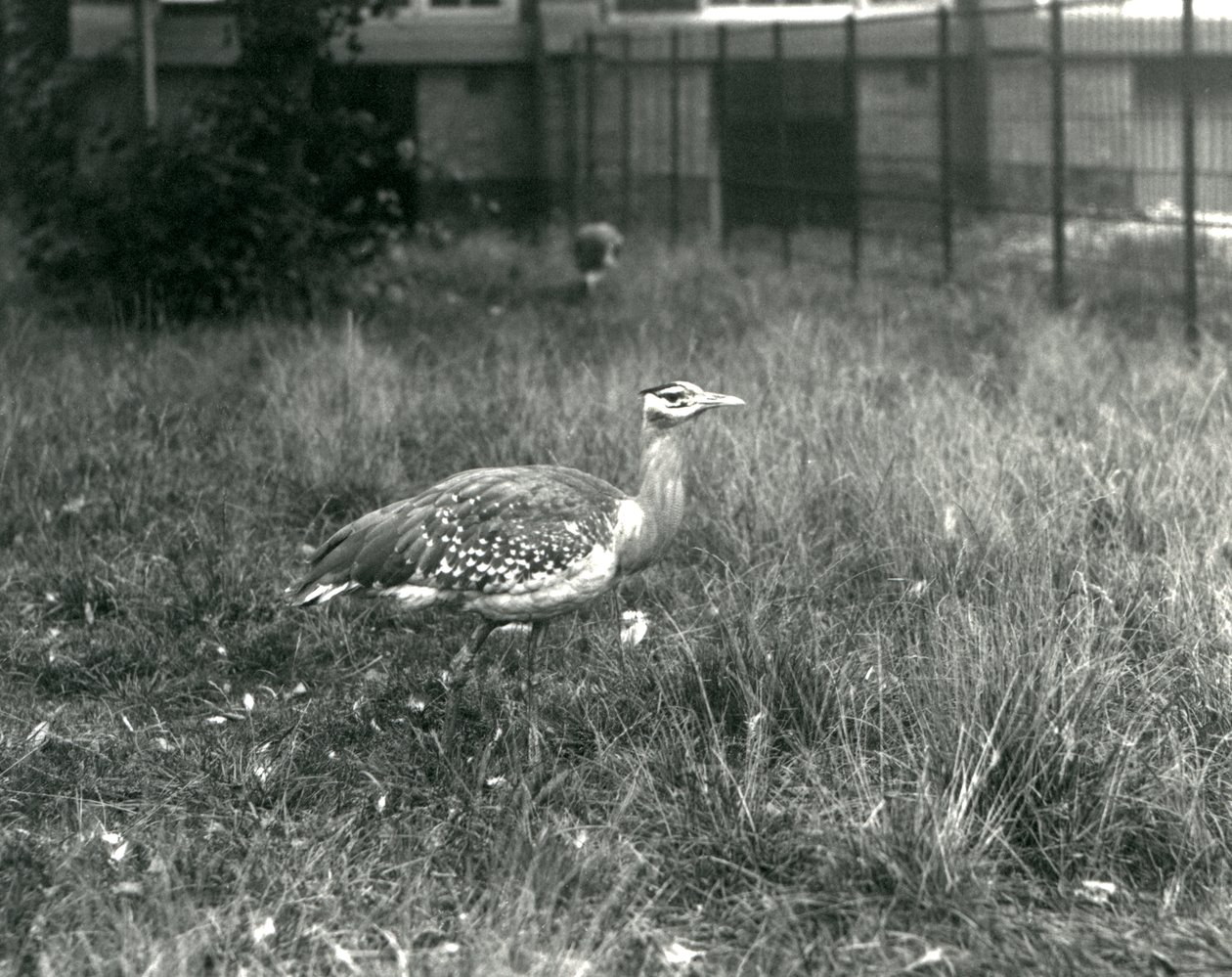 Deux outardes arabes debout dans leur enclos au Zoo de Londres, septembre 1927 - Frederick William Bond