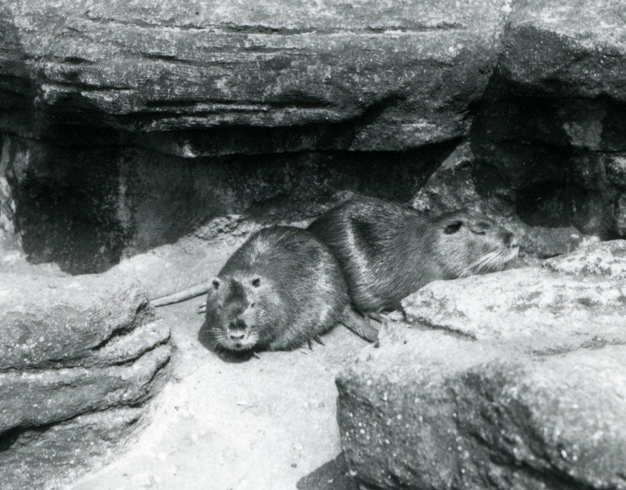 Deux ragondins reposant parmi les rochers dans leur enclos au zoo de Londres, avril 1925 - Frederick William Bond