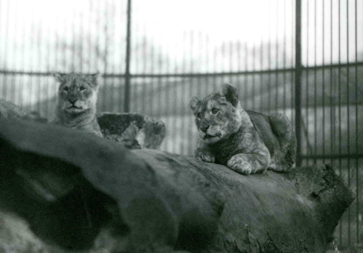 Deux lionceaux, nés dans la ménagerie, dans leur enclos au Zoo de Londres, avril 1924 - Frederick William Bond