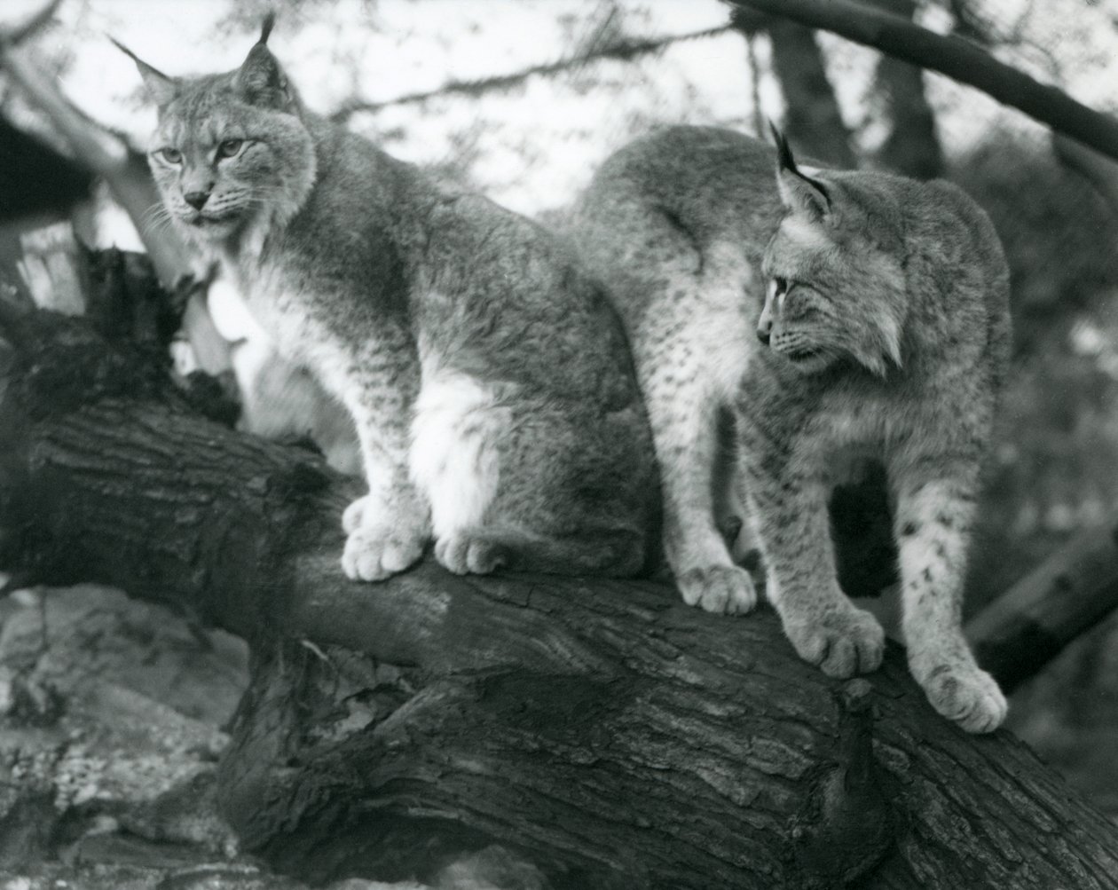 Deux lynx boréaux, l