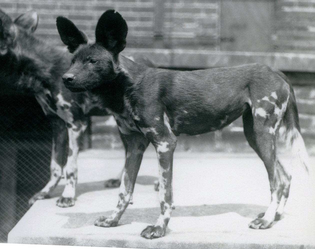 Deux chiens sauvages somaliens au zoo de Londres, juillet 1925 - Frederick William Bond