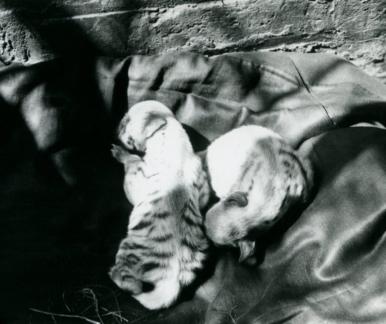 Deux petits hyènes rayées au zoo de Londres, c.1914 - Frederick William Bond