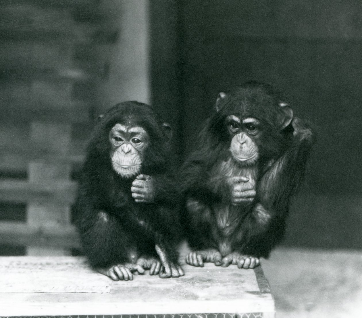 Deux jeunes chimpanzés assis sur une caisse en bois, Zoo de Londres, 1924 - Frederick William Bond