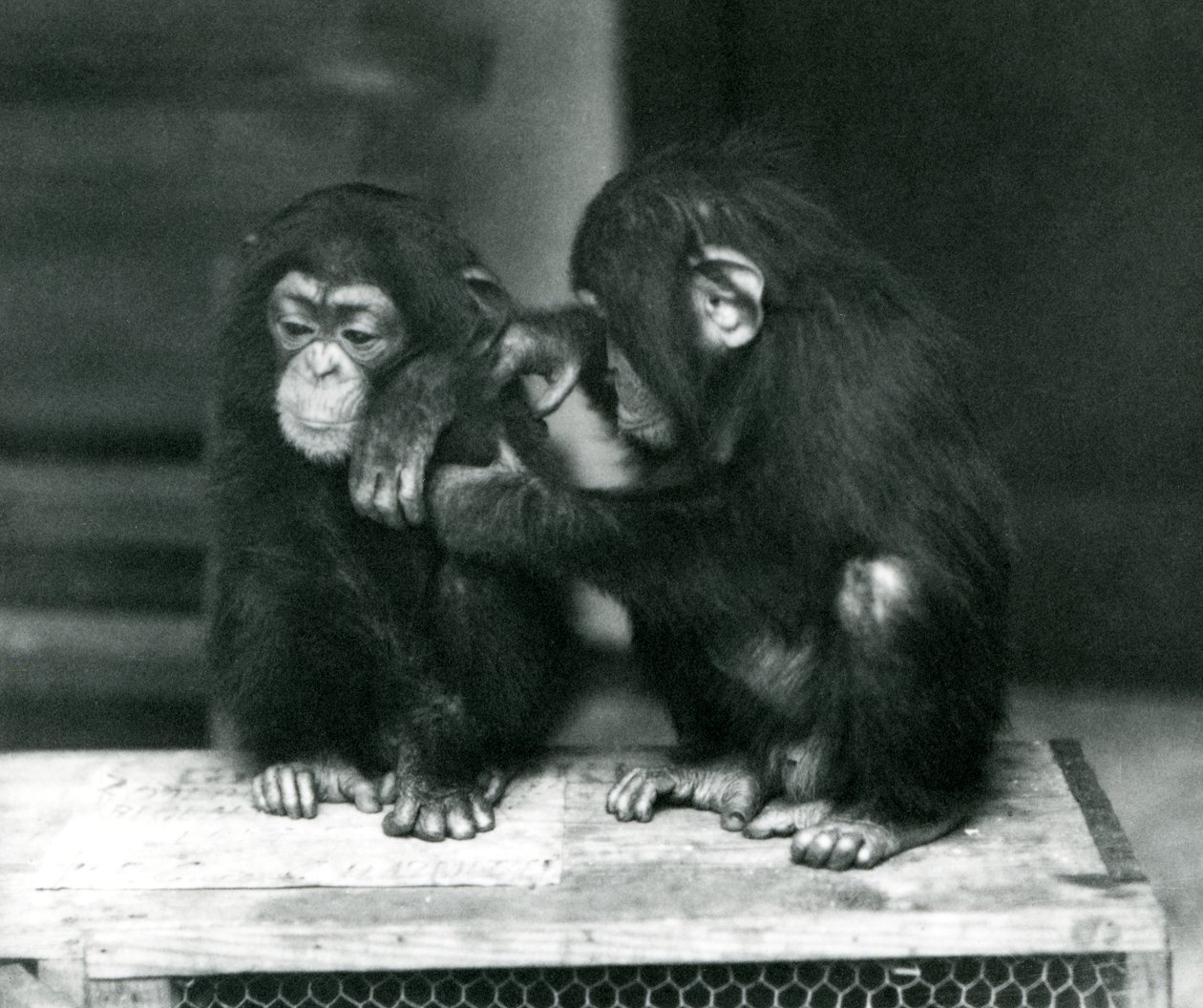 Deux jeunes chimpanzés assis sur une caisse en bois, Zoo de Londres, 1924 - Frederick William Bond