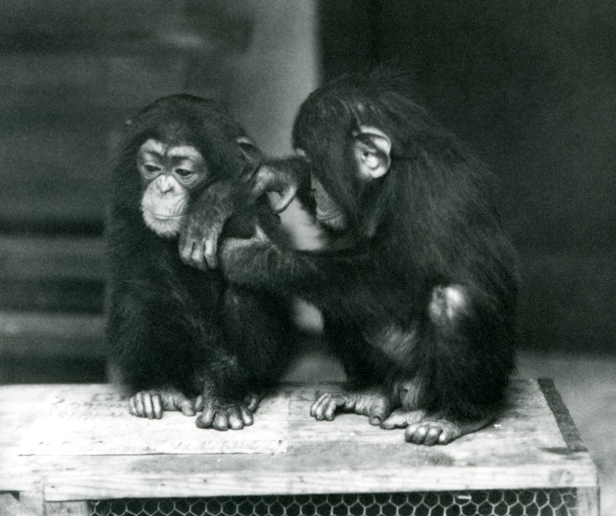 Deux jeunes chimpanzés assis sur une caisse en bois. L