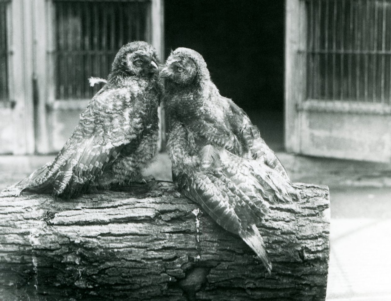 Deux jeunes grands-ducs gris, également connus sous le nom de chouettes lapones, se faisant face sur une bûche, zoo de Londres, août 1926 - Frederick William Bond
