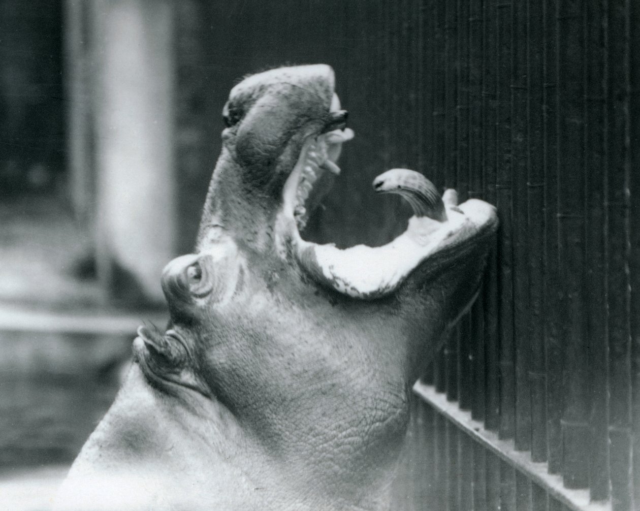 Jeune hippopotame Bobbie au zoo de Londres - Frederick William Bond