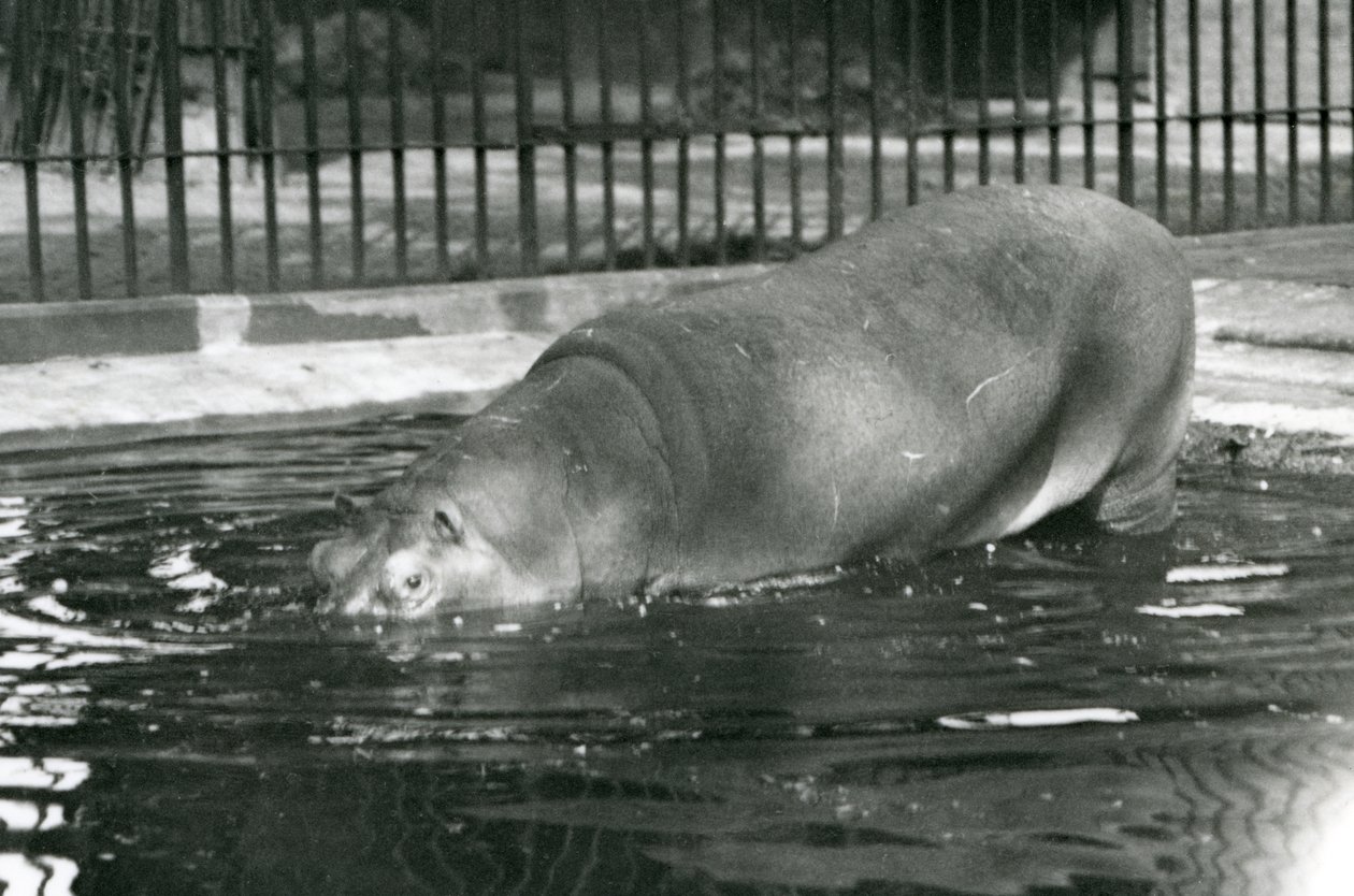 Jeune hippopotame Bobbie entrant dans sa piscine au zoo de Londres en août 1927 - Frederick William Bond