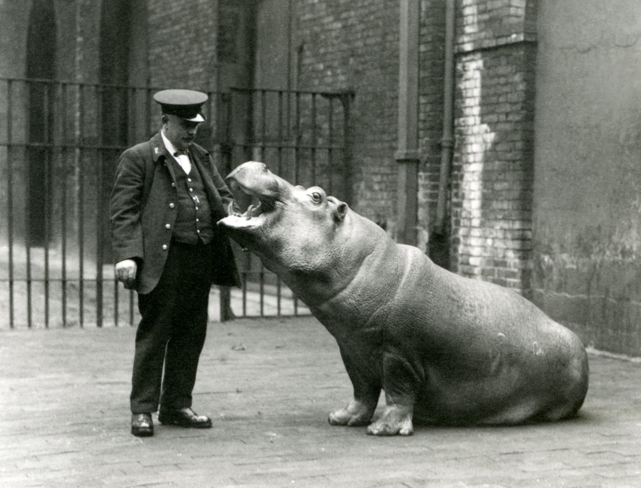 Jeune hippopotame Bobbie assis pour le gardien Ernie Bowman, Zoo de Londres, juillet 1923 - Frederick William Bond