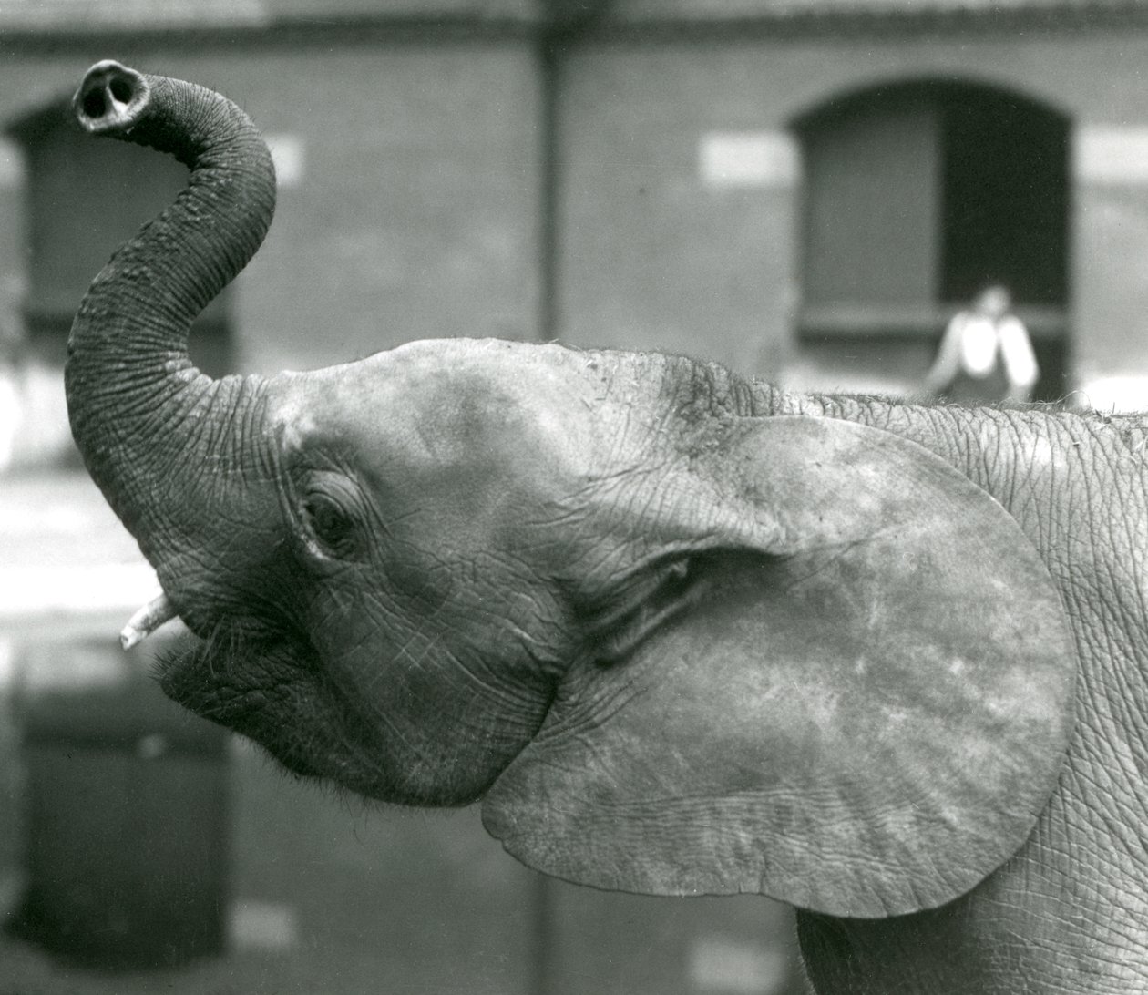Jeune éléphante pygmée africaine Oojah levant sa trompe au zoo de Londres, août 1925 - Frederick William Bond