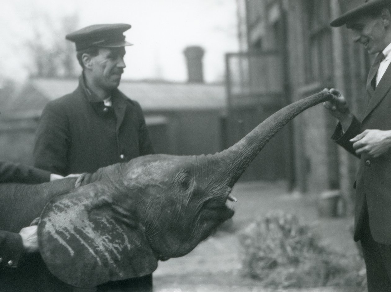 Jeune éléphante pygmée africaine Oojah levant sa trompe pour une friandise au zoo de Londres, juin 1925 - Frederick William Bond