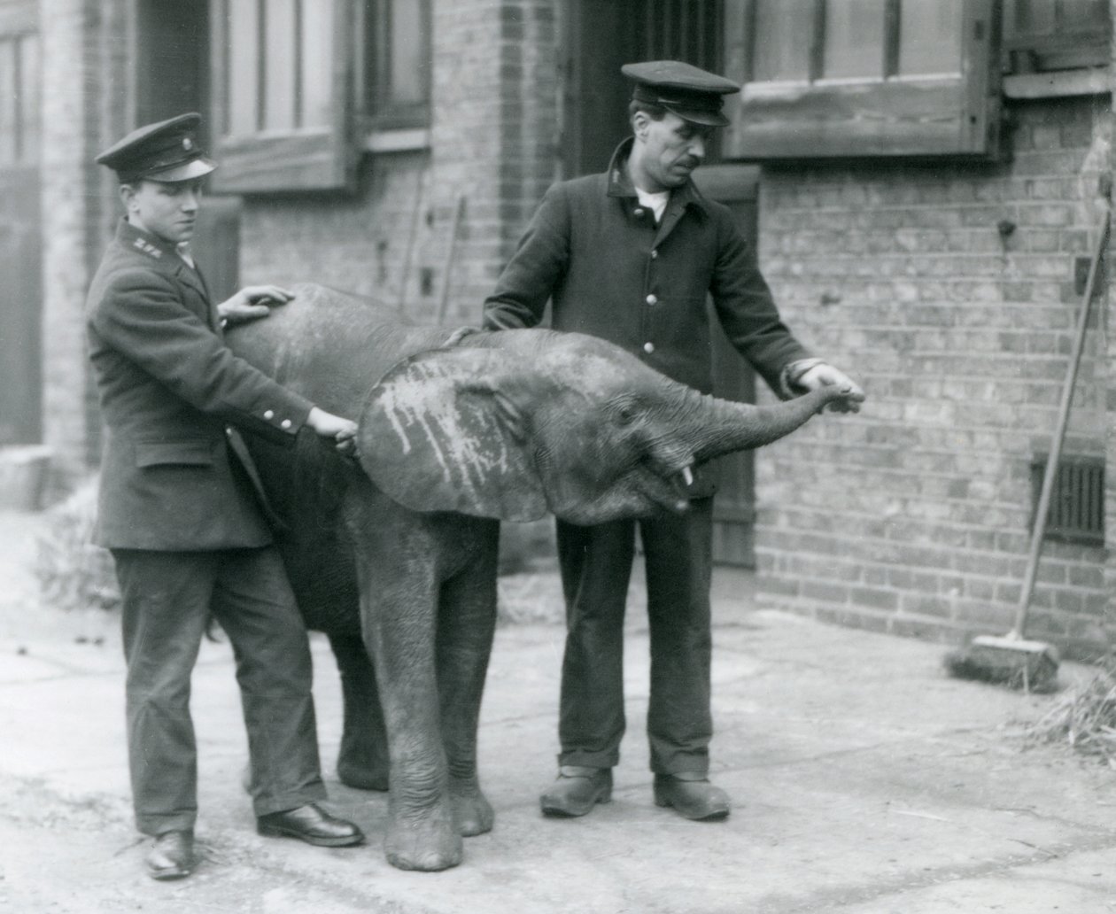 Jeune éléphante pygmée africaine Oojah levant sa trompe pour une friandise de ses gardiens au zoo de Londres, avril 1925 - Frederick William Bond